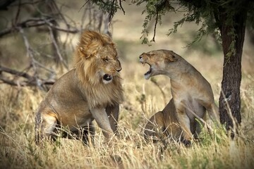 Two lions laying down on the yellow dry grass
