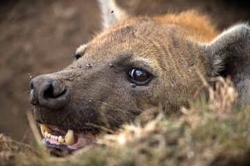 Hyena laying down in the grass with its teeth open