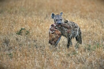 Spotted hyena carrying a dead animal in the Serengeti, Tanzania