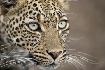 Fototapeta na wymiar Face of a beautiful leopard against a blurred background