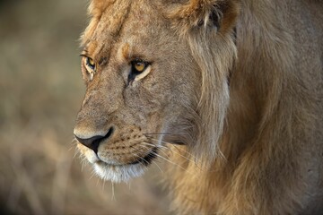 Face of a beautiful lion against a blurred background