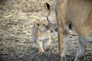 Naklejka na ściany i meble Baby lion and its mother on the dirt field together