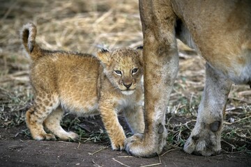 Baby lion and its mother on the dirt field together