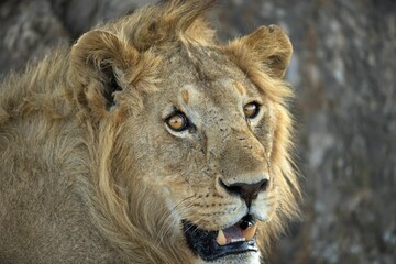 Portrait of an African lion on a blurred background