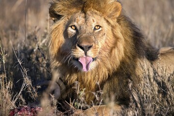 African lion with its mouth open laying in the tall grass