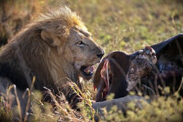 Majestic lion savoring a meal in dry, grassy field in Serengeti, Tanzania