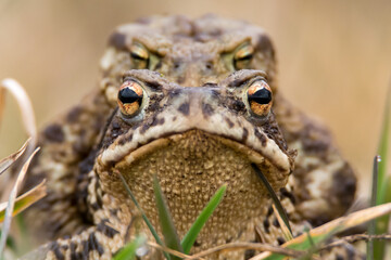 close up of toad