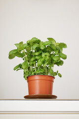 basil plant in a pot, kitchen room