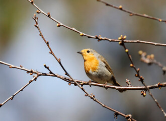 Fototapeta premium A Robin (Erithacus rubecula) is sitting on a tree