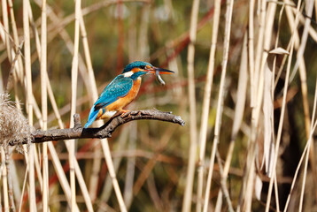 A Common Kingfisher (alcedo atthis) in the Reed,   Germany