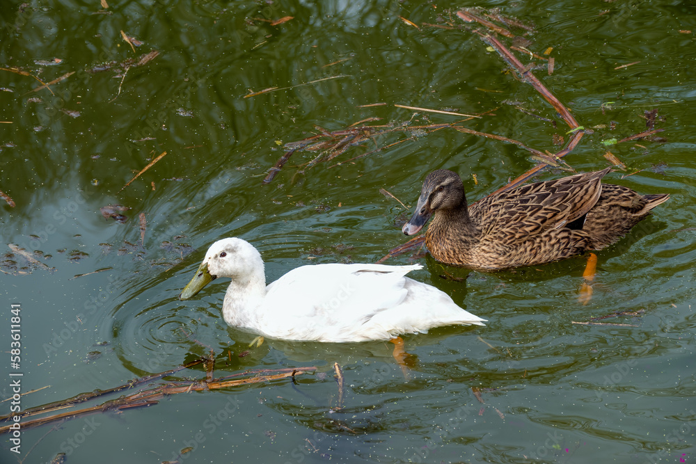 Sticker female mallard and white duck swimming in the water