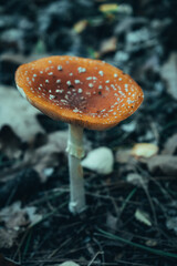 Vertical shot of the red mushroom with some white speckles in the wild