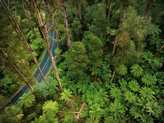 Aerial drone view of Black Spur Ash forest with fern trees © Peter Fritz/Wirestock Creators