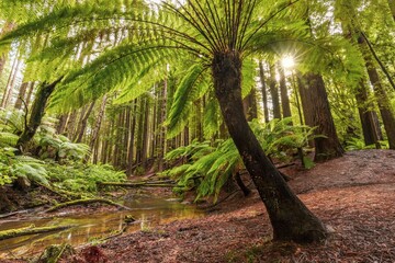 Backlit fern tree alongside creek and Sequoia Redwood forest