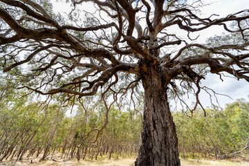 Fototapeta premium Dramatic old gum tree surrounded by smaller trees