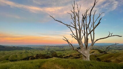 Fototapeta na wymiar Lone dead tree on grassy hill at dusk