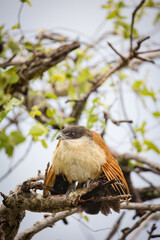 Close up image of a Burchell's Coucal in a national park in South Africa