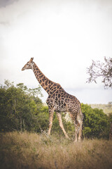 Close up image of a Giraffe in a national park in South Africa