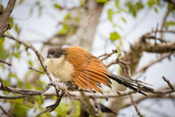 Close up image of a Burchell's Coucal in a national park in South Africa