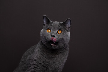 gray british shorthair cat making funny face looking hungry licking over mouth on brown background...