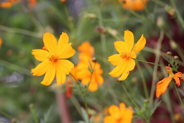 the beauty of yellow kenikir flowers