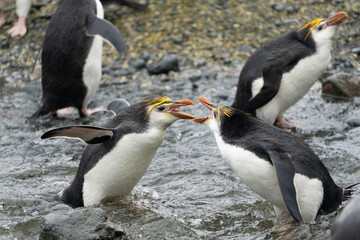 Fototapeta na wymiar Royal Penguin (Eudyptes schlegeli)