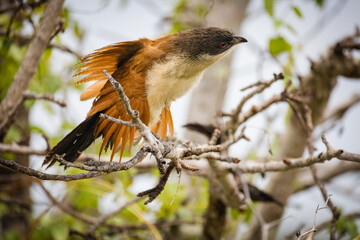 Close up image of a Burchell's Coucal in a national park in South Africa