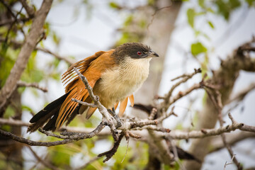Close up image of a Burchell's Coucal in a national park in South Africa