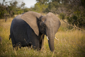 Obraz premium Close up image of an African Elephant in the greater Kruger area in Mpumalanga in South Africa