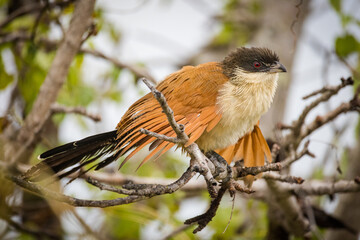 Close up image of a Burchell's Coucal in a national park in South Africa