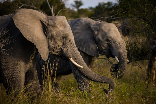 Close up image of an African Elephant in the greater Kruger area in Mpumalanga in South Africa