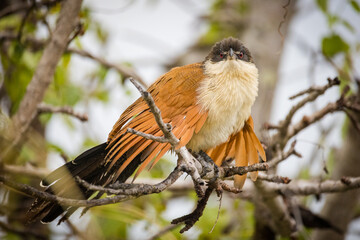 Close up image of a Burchell's Coucal in a national park in South Africa