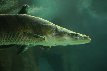 Fish under water. Arapaima fish - Pirarucu Arapaima gigas one largest freshwater fish. Fish in the...