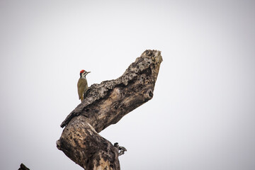 Close up image of a Bearded Woodpecker in a national park in South Africa