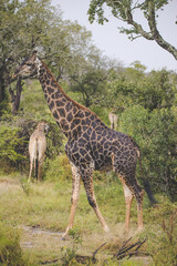 Close up image of a Giraffe in a national park in South Africa