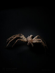 spider