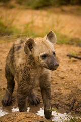 Close up image of a Spotted Hyena in the Greater Kruger park in Mpumalanga in South Africa.
