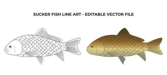 Sucker Fish line art drawing. Sucker Fish vector by hand drawing. Black and white fish vector on white background. Fish illustration set sketch for coloring book.