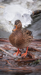 duck on the water