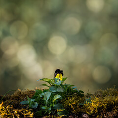 Spring is here
Wild Pansy