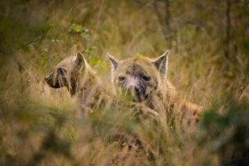 Close up image of a Spotted Hyena in the Greater Kruger park in Mpumalanga in South Africa.