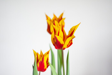 Yellow-red unfolded tulips on a white background in sunlight. Flowers.