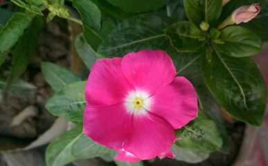 Naklejka premium pink and yellow flower