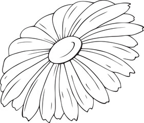 Vector illustration of an isolated, summer, white chamomile flower. For holiday, decoration, decoration and design. Drawn by hand.