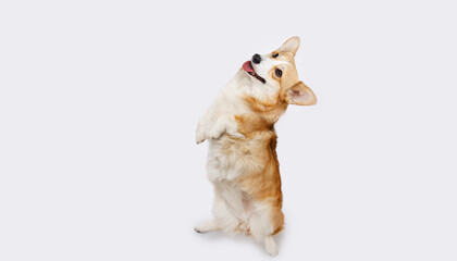 Naklejka na ściany i meble Portrait of jumping, happy puppy of Сorgi on white background. Free space for text. Wide angle horizontal wallpaper or web banner. 