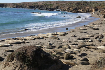 seals in sand 