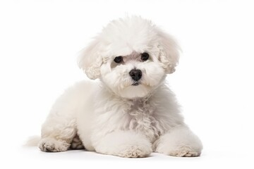 Obraz premium white pomeranian puppy