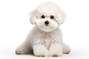 Obraz premium white poodle puppy isolated