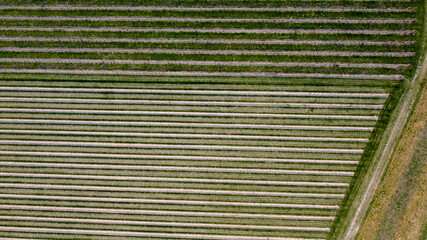 Aerial photo of a vineyard field with wine. Motta di Livenza, bright and spring colours.