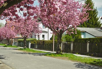 Cherry Blossom on the streets in morning light. Flowering sakura trees along the road in the suburbs of the city Graz, Austria.